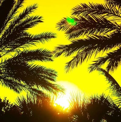 YekeenBasheet1's profile picture. Botanist @nitrograph