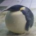 Peli (@pelipenguin) Twitter profile photo Peli (@pelipenguin) Twitter profile photo