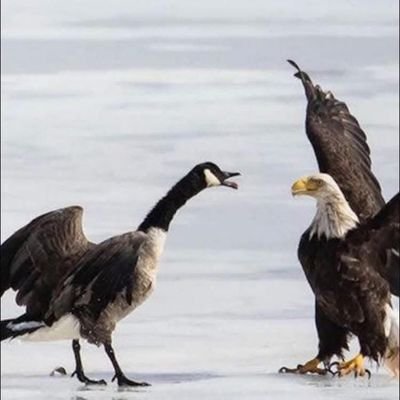 jubatus1's profile picture. 