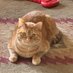 Deb Lazenby (@lizalou63) Twitter profile photo Deb Lazenby (@lizalou63) Twitter profile photo