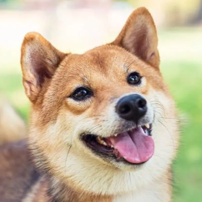 BPD Dog Girl *kisses @zooeyeen* Priv @shibbackup ζ Vegan