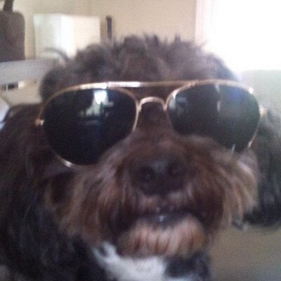 In Confronteren aankomst Milo de Hond (@MilodeHond) / Twitter