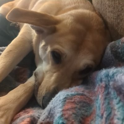 S.A.H.M, Wife. dog loving, Republican, pure bred American, Iowan, political junkie. Tattoo dabbler craft maker. I have ideas someone Listen to me! 😜 🇺🇸🦅