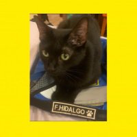 FER HIDALGO AYUDAS COLONIAS FELINAS 🐈🐈🐈 (@dogcatmadrid) 's Twitter Profile