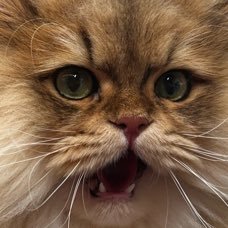 happiers__'s profile picture. female / parody account