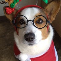 🇬🇧🐶LEO元愛犬❤️Riku今愛犬🐶 (@leo43956560leo) 's Twitter Profile Photo