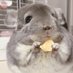 チンチラのテトさん。 (@ottsantonkmtt) Twitter profile photo チンチラのテトさん。 (@ottsantonkmtt) Twitter profile photo