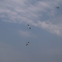 BubbaJ (@jbubba19662) 's Twitter Profile
