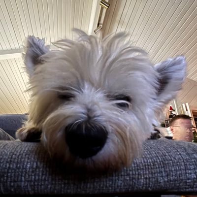 SchepersILA Profile Picture