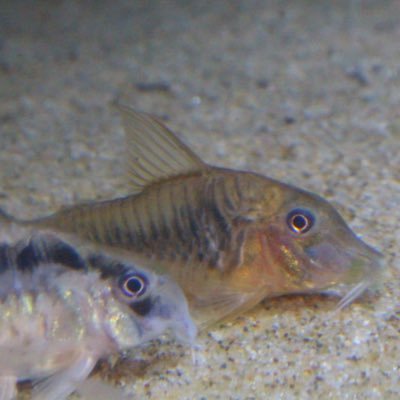 ururku8's profile picture. 