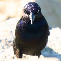 John Pepp (@pepp_john1313) 's Twitter Profile