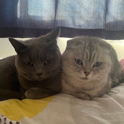 otakenekobiyori's profile picture. ポケモン・アイドル・仮面ライダー・野球が好き！マンチカン♂・シャルトリュー♀と暮らしてます🐈/推しポケモン→ヘラクロス/推しライダー→BLACK・デルタ・ナックル/推しグラドル→岸明日香ちゃん/推しアイドル→ババババンビ:小鳥遊るいちゃん🦌🤍 RAViDAVi:ジョウナイシメイちゃん🍎🤍るいるいちゃん🐰💎