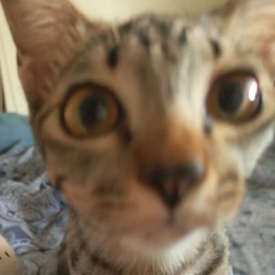 JustSammyMain's profile picture. hello