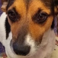 Jackabee (@jackabee2020) 's Twitter Profile