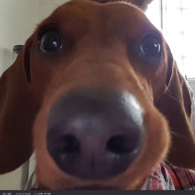 The dachshund detective! 🕵️♂️ Sniffs out mysteries, treats, and secrets. His motto: nothing escapes my curious nose! 🔎🐶