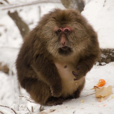 A monkey partaking in the monkeyshine adventures. No marketing or spam, please. Only here for the funny, monkey business.