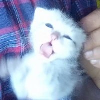 پیارا پاکستان (@pyar_0) 's Twitter Profile
