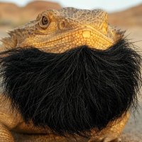 Bearded Dragon of Crypto (@maganomix) 's Twitter Profile