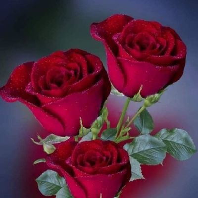 anujkum40928925's profile picture. 