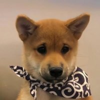 dogwifscarf (@dogwifscarfcto) 's Twitter Profile Photo