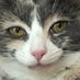 oreo & monkey (@oreoeocat) Twitter profile photo oreo & monkey (@oreoeocat) Twitter profile photo