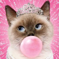 Kitty moms for Trump/Vance ❤️❤️🇺🇸🇺🇸🇺🇸❤️❤️ (@ohmeowzer12) 's Twitter Profile