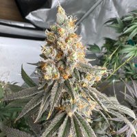Hash (@hashgrassnglass) 's Twitter Profile
