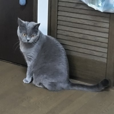 Y0m0matu's profile picture. 好きなポストリポストドラゴン