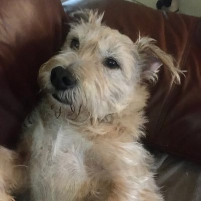 My dog Cooper. #Fibromyalgia. Usually asleep. Horror films. Politically left. For the many, not the few.