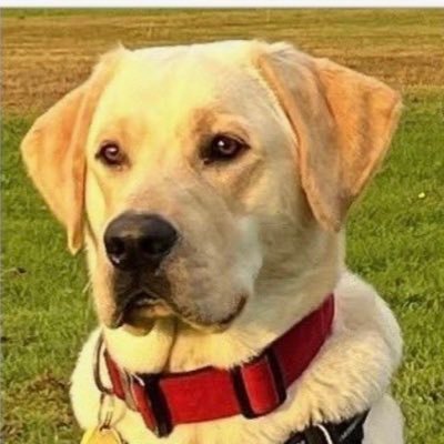 BennyThaLab's profile picture. #Clone since the infancy