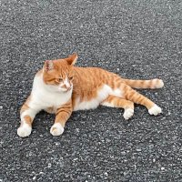 ドラ (@drumsk) 's Twitter Profile Photo