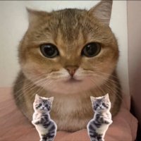 TalkingPets (@talkingpets_ai) 's Twitter Profile