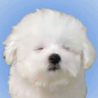 ほんま (@___hnm_0422) Twitter profile photo