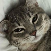 doxX (@dox_xpecial) 's Twitter Profile