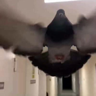 justpigeon4321's profile picture. 