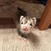 ぽーちゃんの家来 (@ferret_pochan) Twitter profile photo ぽーちゃんの家来 (@ferret_pochan) Twitter profile photo
