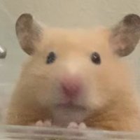 春雨 (@harusametoiimau) 's Twitter Profile