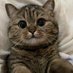 äžæ¥äžåç© (@1day1animal) Twitter profile photo äžæ¥äžåç© (@1day1animal) Twitter profile photo