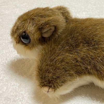 ぬいももんが☺︎さんのプロフィール画像