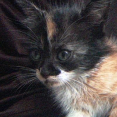 JaneChan952473's profile picture. 