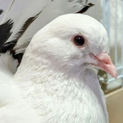 uCy08KBBE1sEbBj's profile picture. プレコ、クジャクバト、ジュズカケバト、コキンチョウ、文鳥、キンカチョウ、ジュウシマツ、ジャンガリアンハムスター、ベルツノガエルを飼っています🤍🖤🤍無断フォロー失礼します。陶芸しています✨T-Lifeという屋号で活動していましたが、ほぐほぐ工房に変更しました!販売ショップ:むろと廃校水族館様、石垣市黒島研究所様