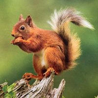 louise (@birdsculptures) 's Twitter Profile