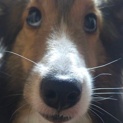 miyu123309's profile picture. こんにちわ、いいね、閲覧、フォローありがとうございます。
シェルティのしえる、その娘のそら、黒うさのくろろ、家の軒下には三姉妹の野良ちゃんニャンコ、とら、ちび、くり、と楽しく生活しています。
無言フォロー失礼します。無言フォローよろしくお願いします。
DMはお断りです。