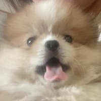 🐰ྀི (@spatp_) 's Twitter Profile