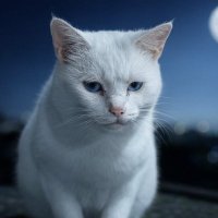 あー (@depett0) 's Twitter Profile