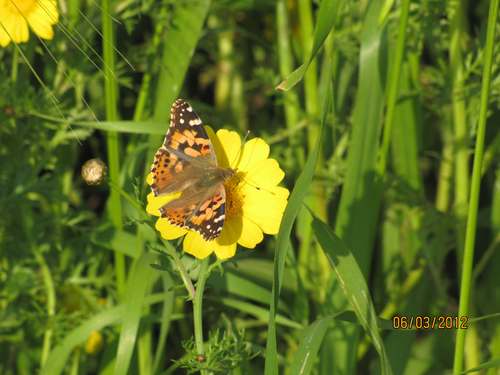 Tomer_Eliyahu48's profile picture. A Beginner singer