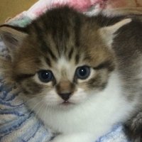 セイ (@spritshasad) 's Twitter Profile Photo セイ (@spritshasad) 's Twitter Profile Photo