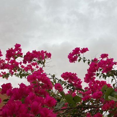 « وقورٌ وريعانَ الصَّبا يسّتفزُها فتأرنُ أحياناً كمَا يأرنُ المهرُ » طالبة طب وجراحة