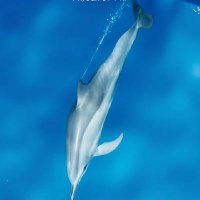 Amitav (@iam2ab) 's Twitter Profile