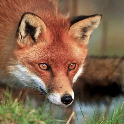 Una tigre conosce diciotto espedienti per attaccare, una volpe diciannove per nascondersi.
